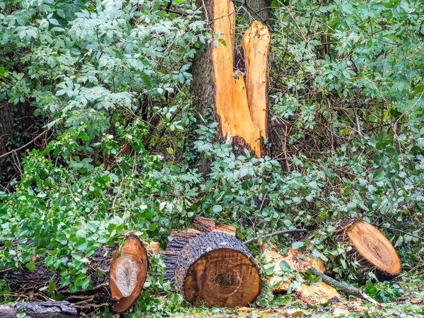 Ağaçlar Için Sonbaharda Ağaç Kesiliyor — Stok fotoğraf