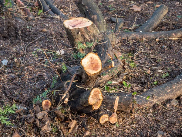 Shrub after pruning in autumn