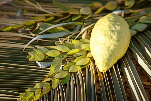 Tradiční Symboly Čtyři Druhy Židovských Podzim Festival Sukot Etrog Palmovou — Stock fotografie