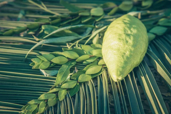 Tradiční Symboly Čtyři Druhy Židovských Podzim Festival Sukot Etrog Palmovou — Stock fotografie