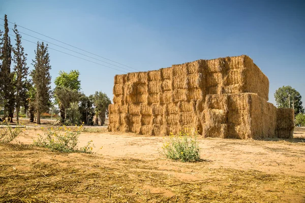 Une Balle Foin Paille Herbe Séchée Comme Une Botte Foin — Photo