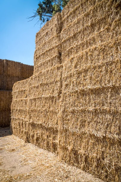 Une Balle Foin Paille Herbe Séchée Comme Une Botte Foin — Photo