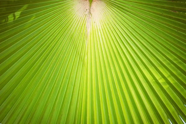 Grünes Fächerpalmblatt Mit Radialen Streifen Gegenlicht Nahaufnahme — Stockfoto