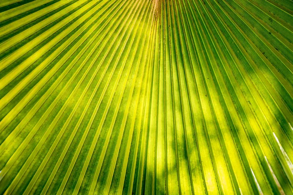 Grünes Fächerpalmblatt Mit Radialen Streifen Gegenlicht Nahaufnahme — Stockfoto