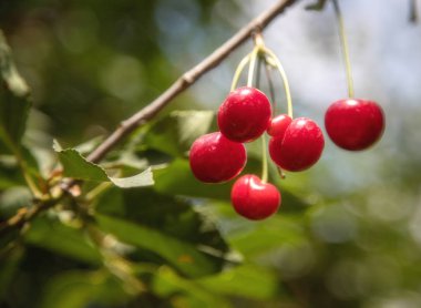 Kiraz meyve ağacı üzerinde olgunlaşma. Yakın çekim. İsrail