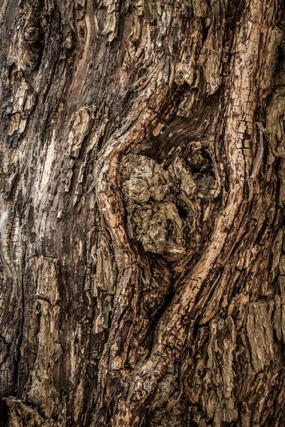 Tree Bark Bakgrund Gamla Träd Textur Med Sprickor Och Centrala — Stockfoto