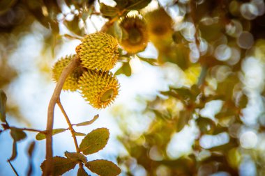 Meşe palamutları ve yaprakları Palestine meşe, İbrahim'in meşe aradı. İncil'deki bitkiler.