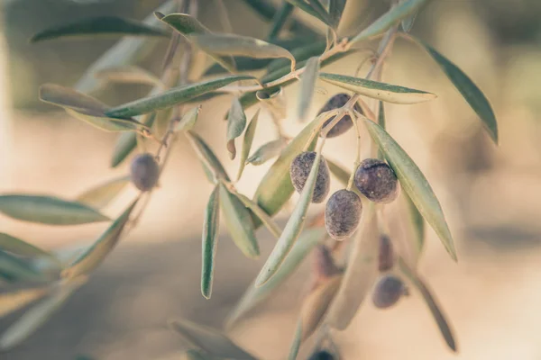 Olive Branch Tree Gotowe Zbioru Izrael Vintage Stonowanych — Zdjęcie stockowe