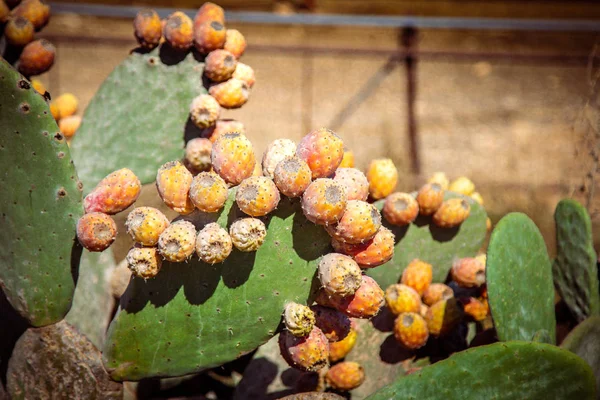 Cactus Opuncia Prickly Pear Fruits Desert Israel — Stock Photo, Image