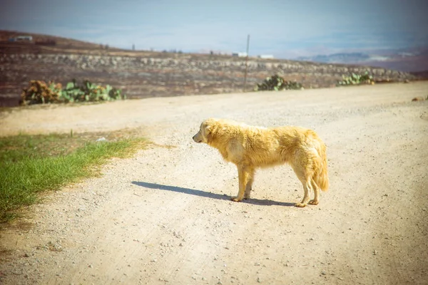 Allein Golden Retriever Hund Schaut Weg Auf Einem Feldweg Bauernhof — Stockfoto