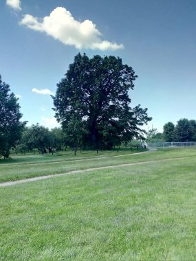 Asırlık yalnız meşe ağacı. Yaz