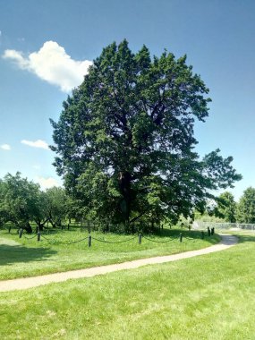 Asırlık yalnız meşe ağacı. Yaz