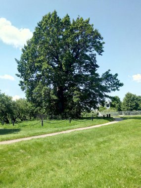 Asırlık yalnız meşe ağacı. Yaz