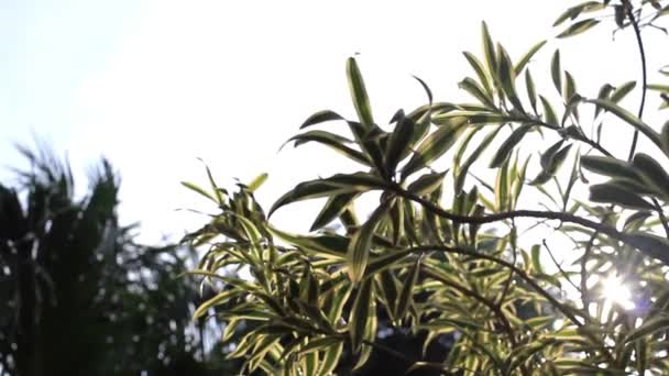 Una Rama Árbol Plena Floración Con Flores Rosadas Primer Plano — Vídeos de Stock