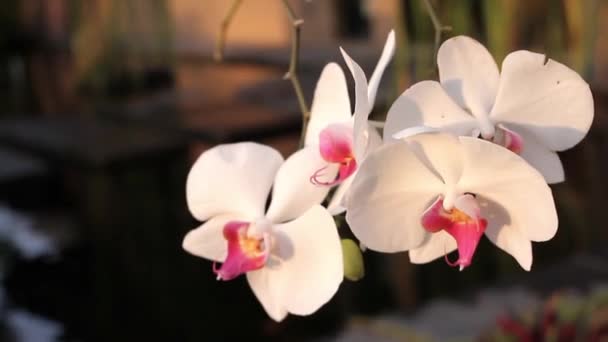 Galho Árvore Plena Floração Com Flores Cor Rosa Primeiro Plano — Vídeo de Stock