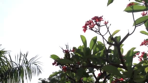 Una Rama Árbol Plena Floración Con Flores Rosadas Primer Plano — Vídeo de stock