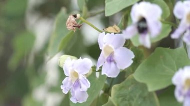 Bir arı çiçek açan turuncu nar çiçeklerinin etrafında uçar, polen toplar, çiçeklerden nektar toplar. Güzel nar çiçekleri rüzgarda yavaşça sallanır. Yavaş çekim videosu. Bahar kavramı, yaz