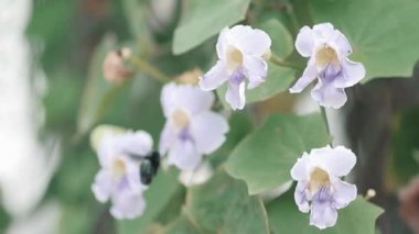 Bir arı çiçek açan turuncu nar çiçeklerinin etrafında uçar, polen toplar, çiçeklerden nektar toplar. Güzel nar çiçekleri rüzgarda yavaşça sallanır. Yavaş çekim videosu. Bahar kavramı, yaz