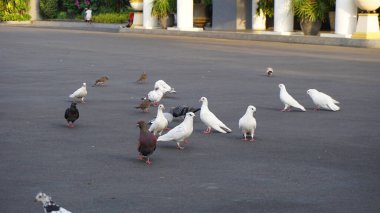 Şehir parklarında bulunan çiçekler.