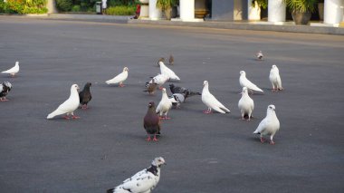 Şehir parklarında bulunan çiçekler.