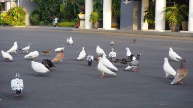 Şehir parklarında bulunan çiçekler.