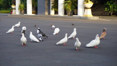 Şehir parklarında bulunan çiçekler.