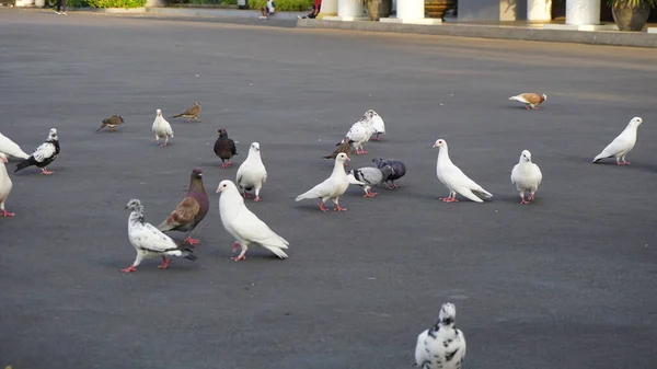 Şehir Parklarında Bulunan Çiçekler — Stok fotoğraf