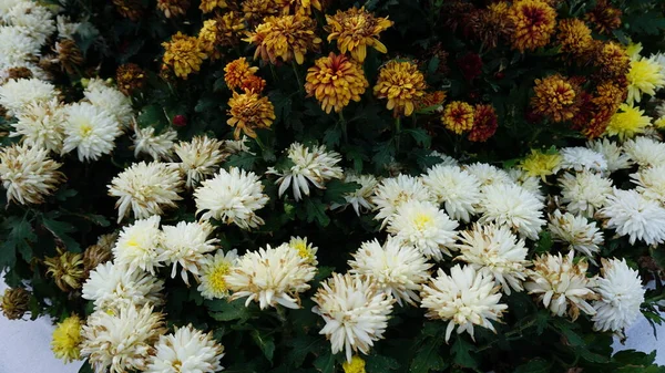 Kwiaty Znalezione Parkach Miejskich — Zdjęcie stockowe