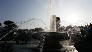 Şehir parklarında bulunan çiçekler.