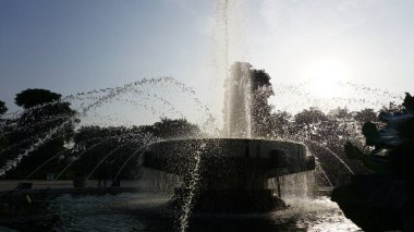 Şehir parklarında bulunan çiçekler.