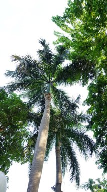 Şehir parklarında bulunan çiçekler.