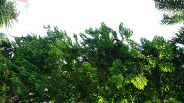 Şehir parklarında bulunan çiçekler.