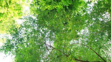 Şehir parklarında bulunan çiçekler.