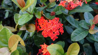 Şehir parklarında bulunan çiçekler.