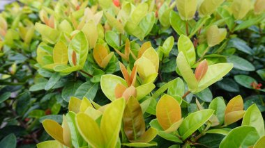 Şehir parklarında bulunan çiçekler.