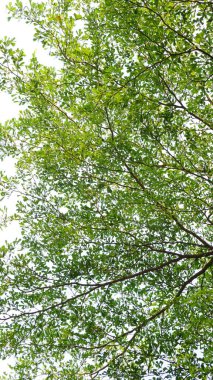 Şehir parklarında bulunan çiçekler.