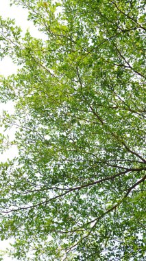 Şehir parklarında bulunan çiçekler.