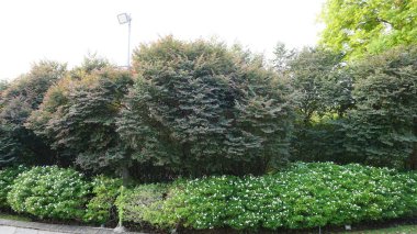 Şehir parklarında bulunan çiçekler.