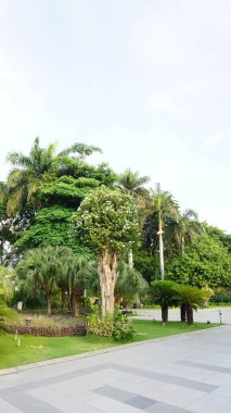 Şehir parklarında bulunan çiçekler.