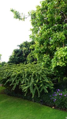 Şehir parklarında bulunan çiçekler.
