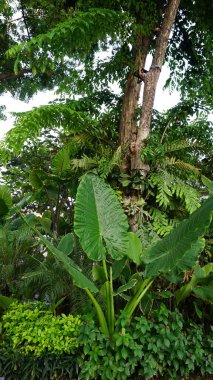 Şehir parklarında bulunan çiçekler.