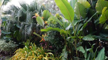 Şehir parklarında bulunan çiçekler.