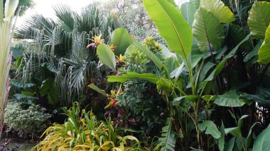 Şehir parklarında bulunan çiçekler.