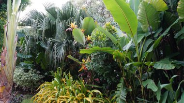 Şehir parklarında bulunan çiçekler.