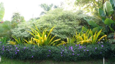 Şehir parklarında bulunan çiçekler.