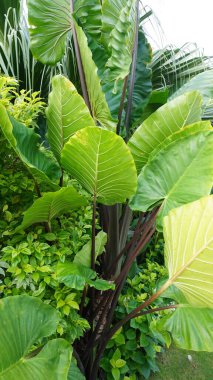 Şehir parklarında bulunan çiçekler.