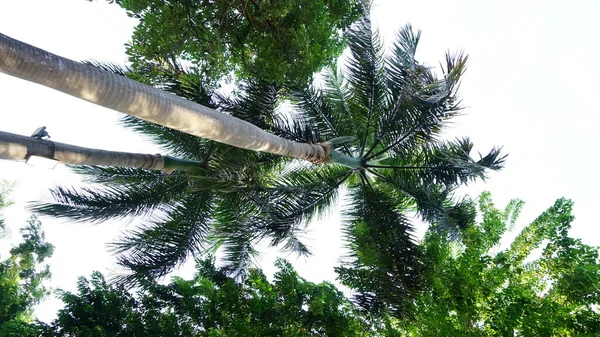 Flores Encontradas Parques Cidade — Fotografia de Stock