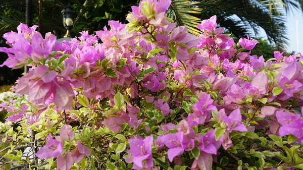 Fleurs Trouvées Dans Les Parcs Urbains — Photo