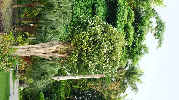 Bloemen Gevonden Stadsparken — Stockfoto