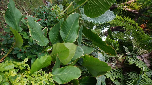 Flores Encontradas Parques Cidade — Fotografia de Stock